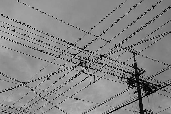 電線と街の鳥