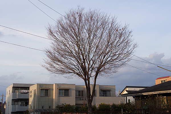 桜の木の冬姿