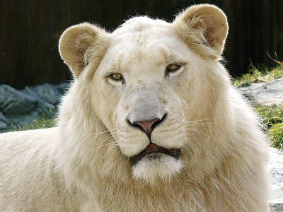 ライオンの白変種、ホワイトライオン