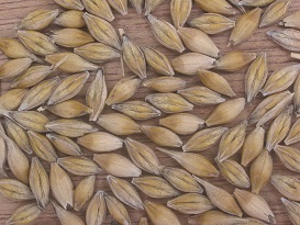 大麦の粒
