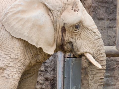 象の耳は何故あんなに大きい？ - うちわのようにパタパタさせて体温調整をしていた！