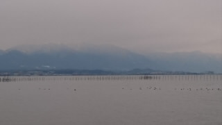 草津の琵琶湖岸の水鳥