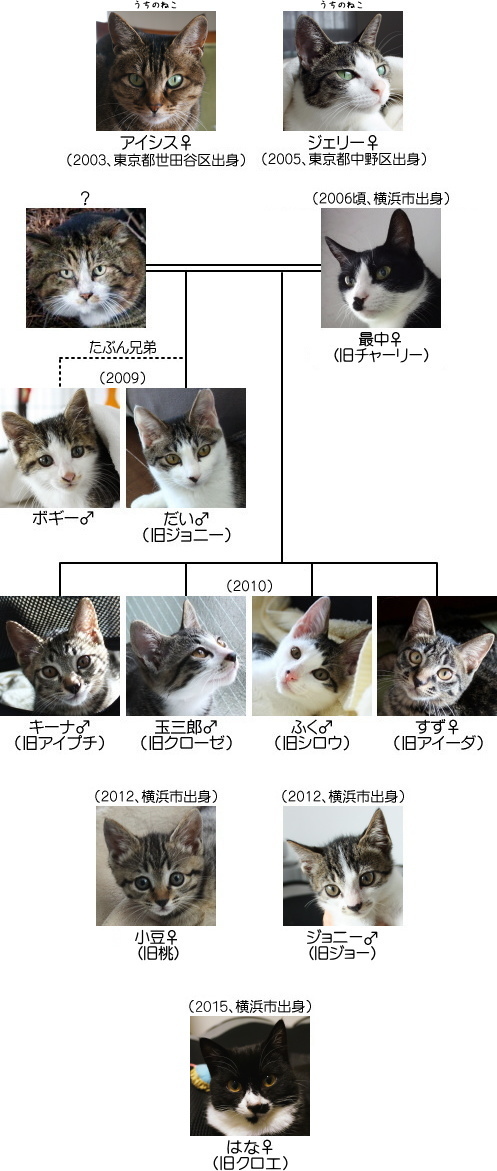 猫の系図、完成版（きっと）