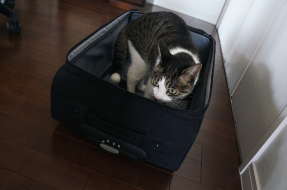バッグもまた、猫ホイホイである。